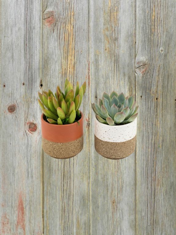 3" COASTAL CADENCE SUCCULENT PLANT COMBO